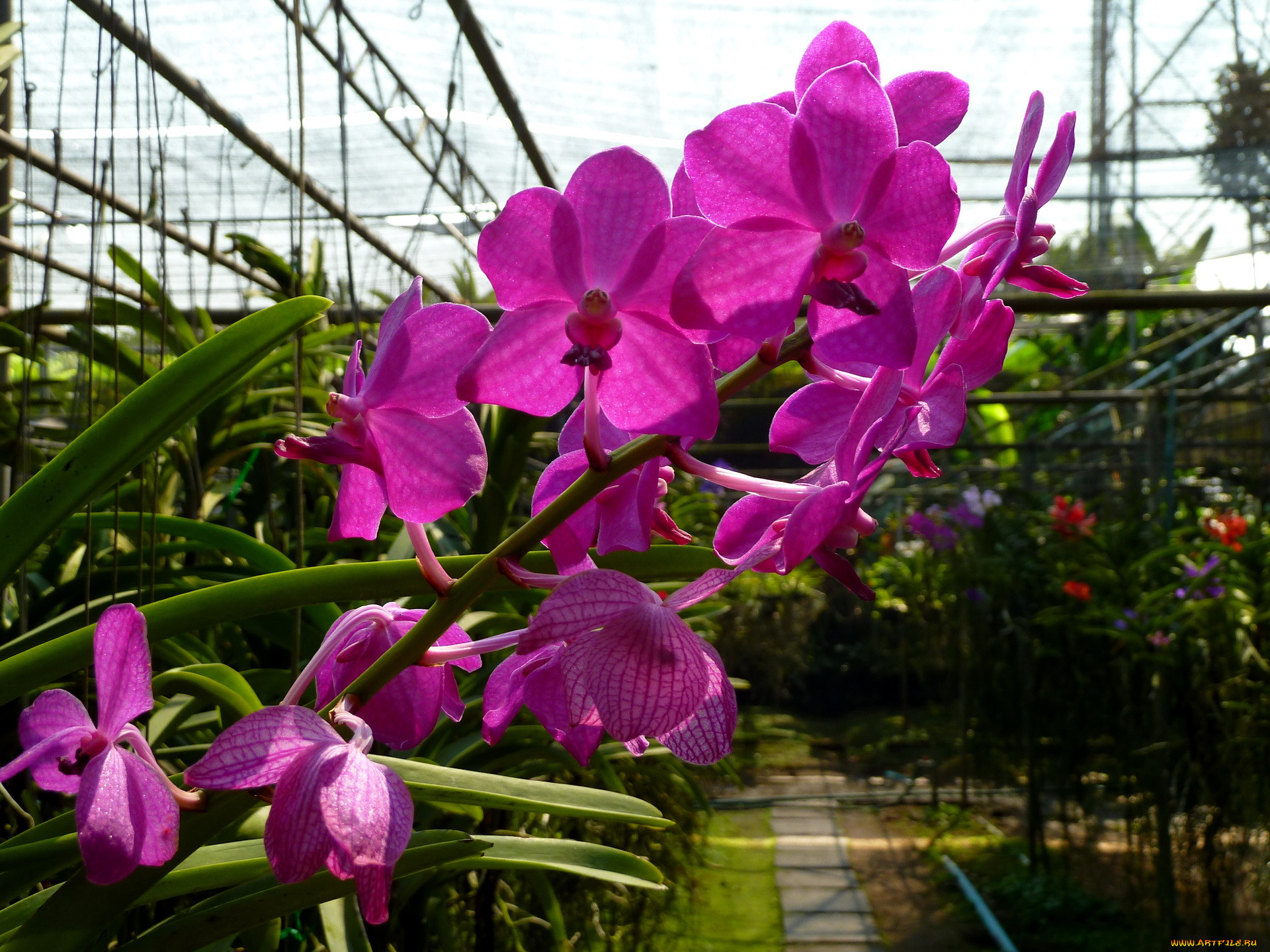 Теплица орхидей в пушкино. Орхидейная оранжерея. Оранжерея фаленопсисов. JMP Flowers оранжерея. Лост Орхидея оранжерея.